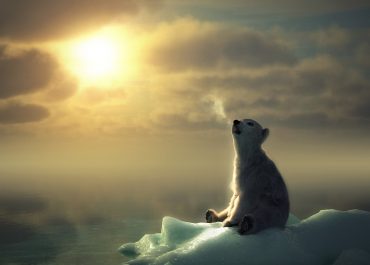 Die Polarkappen - "Arktische Eis" kehrt zurück