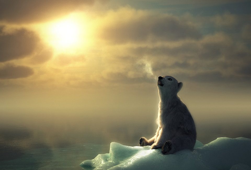 Die Polarkappen – “Arktische Eis” kehrt zurück