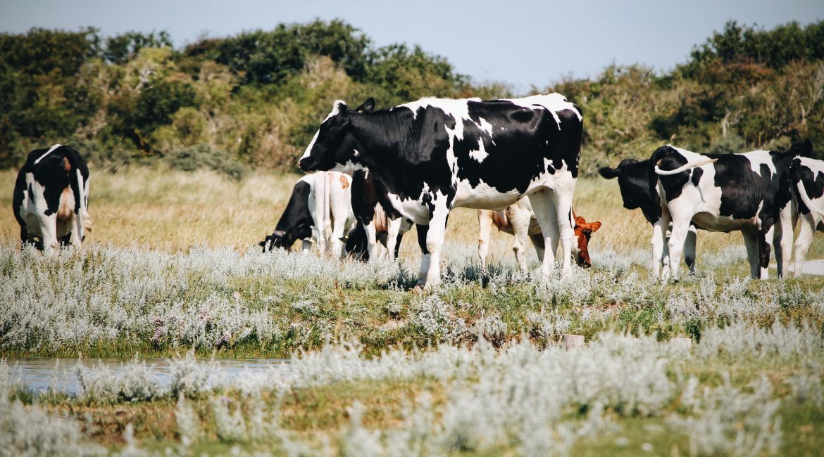 Die Kühe von Schiermonnikoog…